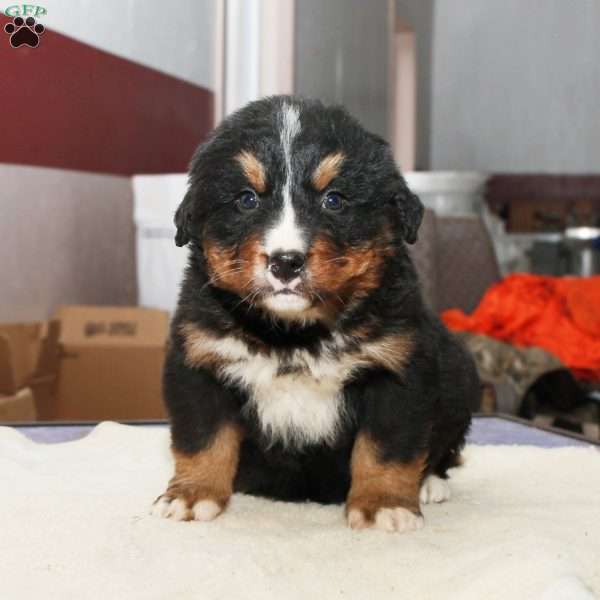 Shem, Bernese Mountain Dog Puppy